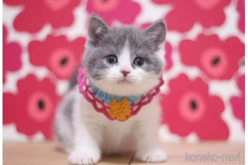 成約済の東京都のブリティッシュショートヘア-105337の6枚目